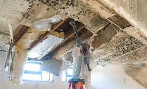 Best Mold Odor Removal Services in USA